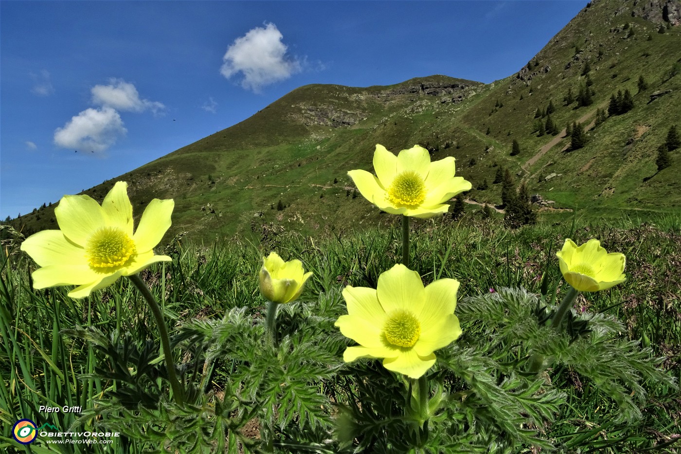 15 Fiori di pulsatilla alpina sulfurea con vista sul Monte Avaro.JPG